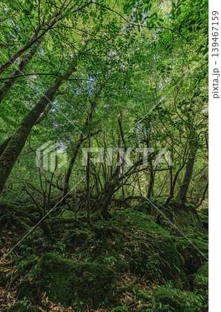 屋久島の深い森に息づく苔むす世界 139467159
