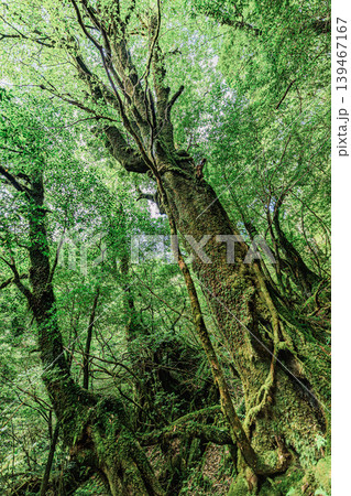 深緑に染まる屋久島・苔むす森の小道 139467167