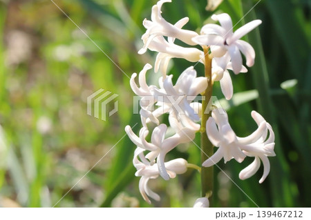 春の野原に咲く極薄い桃色の原種系ヒヤシンスの花 139467212