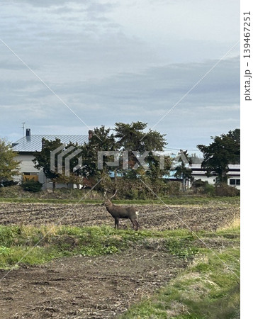 農地に現れたエゾシカ 北海道旭川の野生動物 農地に現れたエゾシカ 北海道旭川の野生動物 139467251