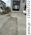旭川市街地を歩くキタキツネ　北海道の野生動物 139467252