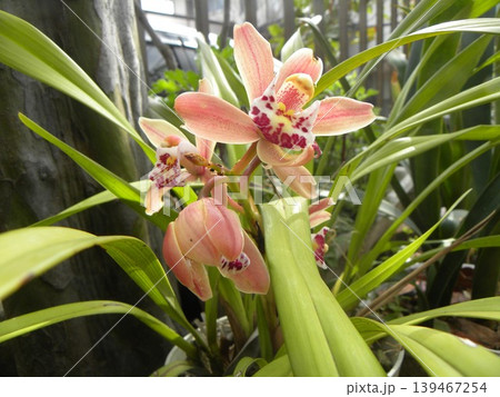シンビジュームの大きめな桃色の花 シンビジュームの大きめな桃色の花 139467254