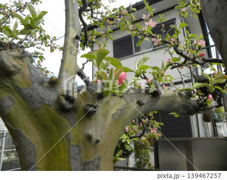 秋には黄色く色付くカリンの実になる桃色の花梨の花 秋には黄色く色付くカリンの実になる桃色の花梨の花 139467257