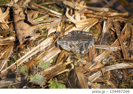 A moor frog in its habitat A moor frog in its habitat 139467266