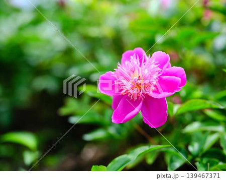 芍薬 139467371
