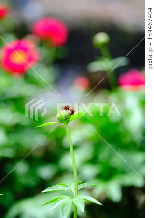 芍薬 芍薬 139467404