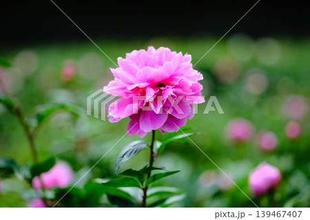 芍薬 139467407