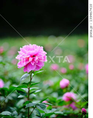 芍薬 139467410