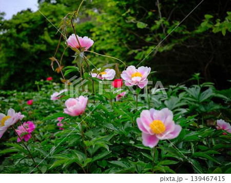 芍薬 芍薬 139467415