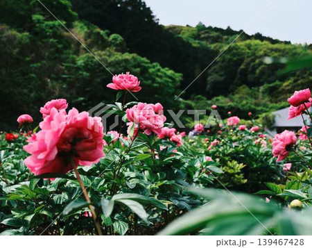 芍薬 芍薬 139467428