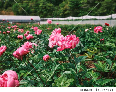 芍薬 芍薬 139467454