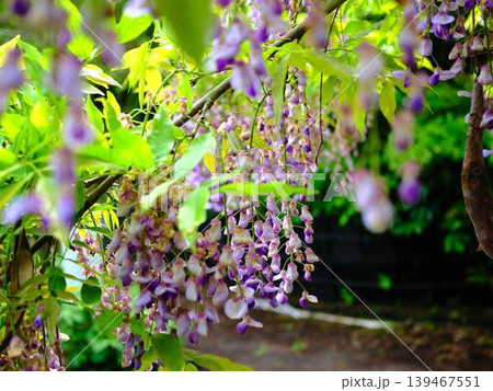 そよ風に揺れる藤の花 139467551