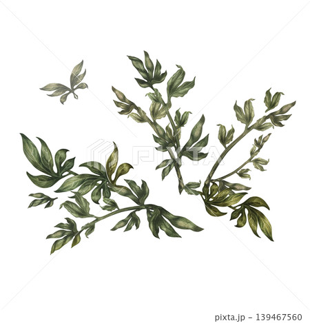 Minimal watercolor peony foliage bouquet with light separated elements. Soft airy composition with delicate green tones, perfect for minimalist design, branding, and elegant botanical decoration Minimal watercolor peony foliage bouquet with light separated elements. Soft airy composition with delicate green tones, perfect for minimalist design, branding, and elegant botanical decoration 139467560