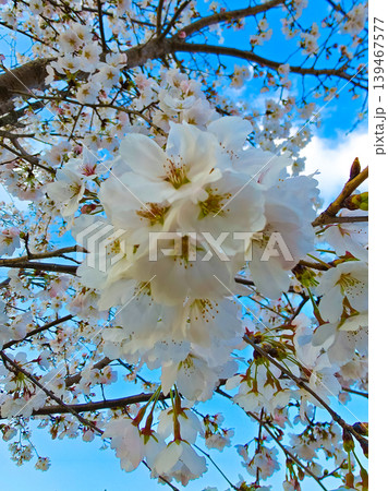 Sakura flower blossoms, beauty, new beginnings, cherry, spring, nature Sakura flower blossoms, beauty, new beginnings, cherry, spring, nature 139467577
