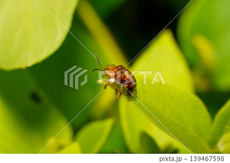 葉に止まる木葉虫 葉に止まる木葉虫 139467598