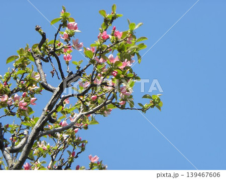 秋には黄色く色付くカリンの実になる桃色の花梨の花 139467606