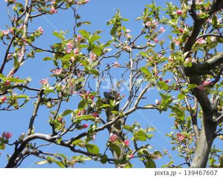 秋には黄色く色付くカリンの実になる桃色の花梨の花 秋には黄色く色付くカリンの実になる桃色の花梨の花 139467607