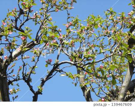 秋には黄色く色付くカリンの実になる桃色の花梨の花 139467609