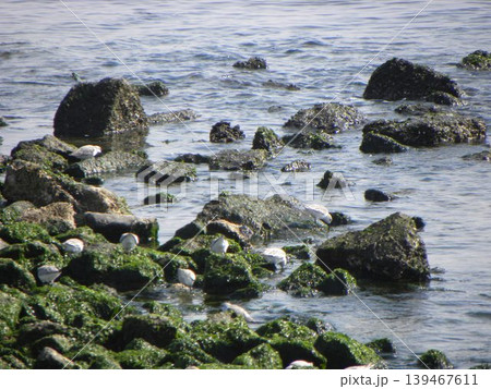 検見川浜の小石の海岸で採餌をする水辺の鳥ミユビシギ 139467611