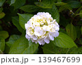 梅雨のイメージ写真 紫陽花	 139467699