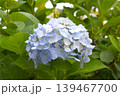 梅雨のイメージ写真 紫陽花	 139467700
