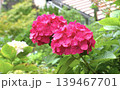 梅雨のイメージ写真 紫陽花	 139467701