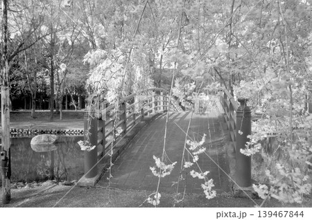 日本 新潟 越後湯沢 中央公園 枝垂れ桜 日本 新潟 越後湯沢 中央公園 枝垂れ桜 139467844