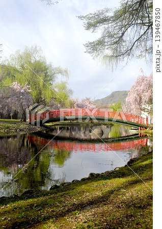 日本 新潟 越後湯沢 中央公園 枝垂れ桜 日本 新潟 越後湯沢 中央公園 枝垂れ桜 139467850