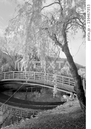 日本 新潟 越後湯沢 中央公園 枝垂れ桜 日本 新潟 越後湯沢 中央公園 枝垂れ桜 139467853