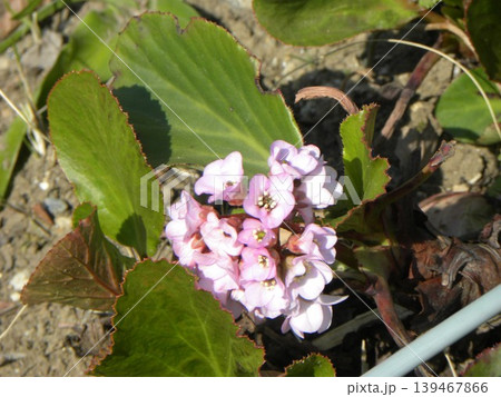 こじま花の会花畑のヒマラヤユキノシタの桃色の花 139467866