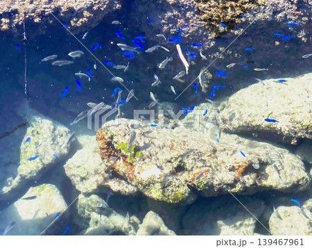 岩礁と青い熱帯魚が織りなす水中ワールド 岩礁と青い熱帯魚が織りなす水中ワールド 139467961