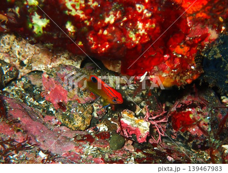 伊豆大島・秋の浜で撮影したメガネスズメダイの幼魚 伊豆大島・秋の浜で撮影したメガネスズメダイの幼魚 139467983
