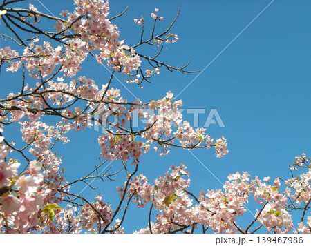 もう満開の桃色の花は稲毛海岸駅前の河津桜 もう満開の桃色の花は稲毛海岸駅前の河津桜 139467986