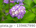 梅雨のイメージ写真 紫陽花	 139467990