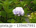 梅雨のイメージ写真 紫陽花	 139467991