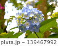 梅雨のイメージ写真 紫陽花	 139467992