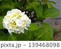 梅雨のイメージ写真 紫陽花	 139468098
