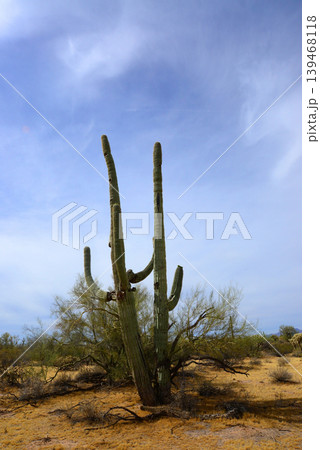 Old Saguaro Cactus Sonora desert Arizona 139468118