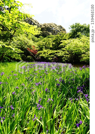 山野辺の路　花景色 139468180