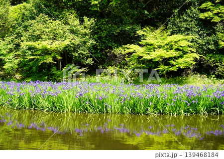 山野辺の路 花景色 山野辺の路 花景色 139468184