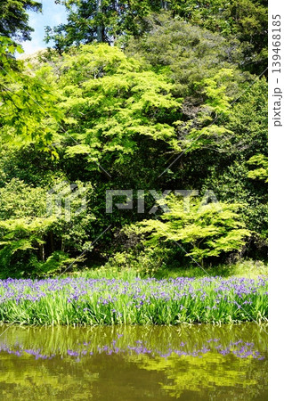 山野辺の路 花景色 山野辺の路 花景色 139468185