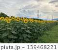 広がるひまわり畑の風 139468221