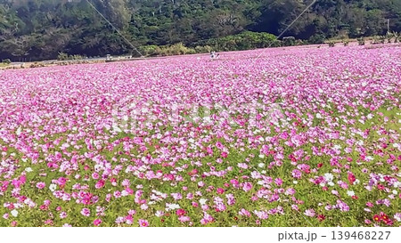 一面ピンクのコスモス畑と緑の山々 一面ピンクのコスモス畑と緑の山々 139468227