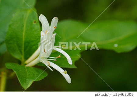白いスイカズラの花 白いスイカズラの花 139468309