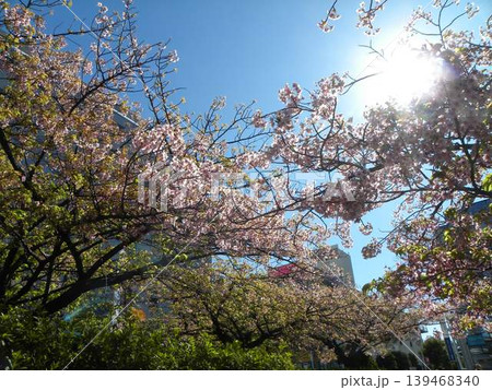もう満開の桃色の花は稲毛海岸駅前の河津桜 もう満開の桃色の花は稲毛海岸駅前の河津桜 139468340