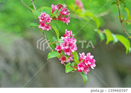 ピンク色のタニウツギの花(春、五月) ピンク色のタニウツギの花(春、五月) 139468397