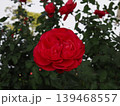 12月のバラ園で大輪の花を咲かせる赤いバラ。単焦点レンズで捉えた重厚感ある一輪 12月のバラ園で大輪の花を咲かせる赤いバラ。単焦点レンズで捉えた重厚感ある一輪 139468557