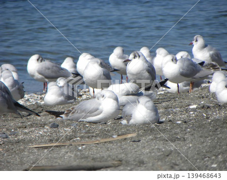 検見川浜へ来た冬の渡り鳥ユリカモメ 検見川浜へ来た冬の渡り鳥ユリカモメ 139468643