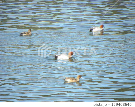 稲毛海浜公園浜の池に来た冬の渡り鳥オナガガモ 139468646