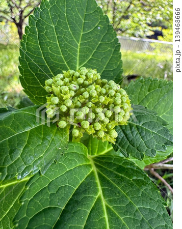 開花前の紫陽花の蕾と鮮やかな緑の葉のアップ 開花前の紫陽花の蕾と鮮やかな緑の葉のアップ 139468666